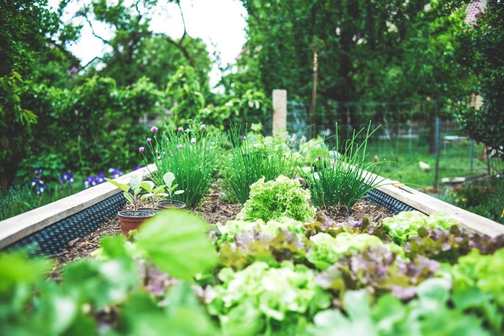 Backayrd Gardening