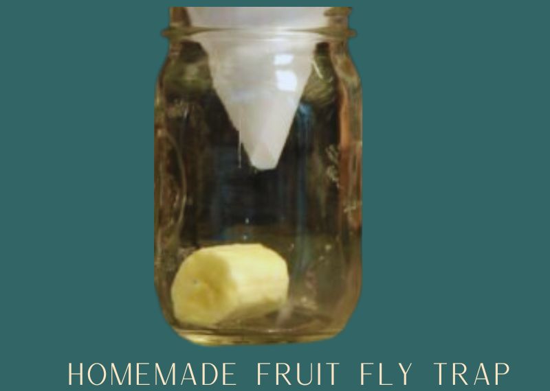 homemade fruit fly trap